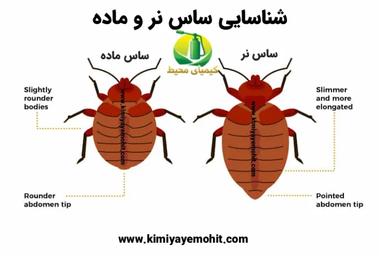 شناسایی ساس نر و ماده
