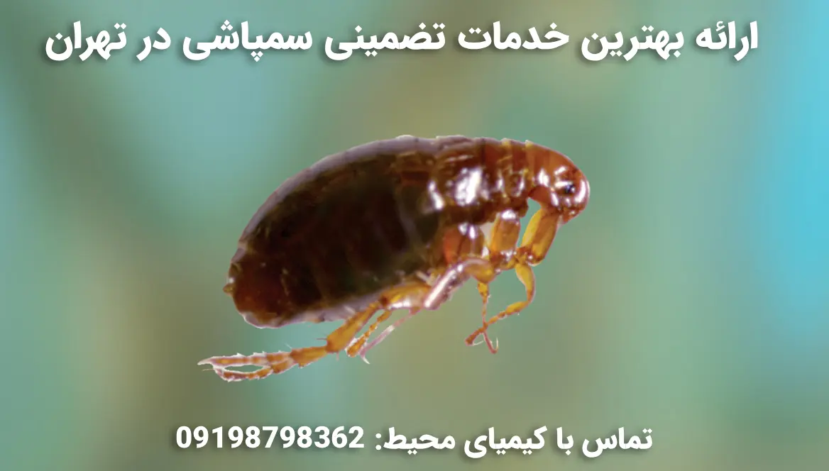 خدمات فوری و تضمینی سمپاشی کک توسط شرکت کیمیای محیط