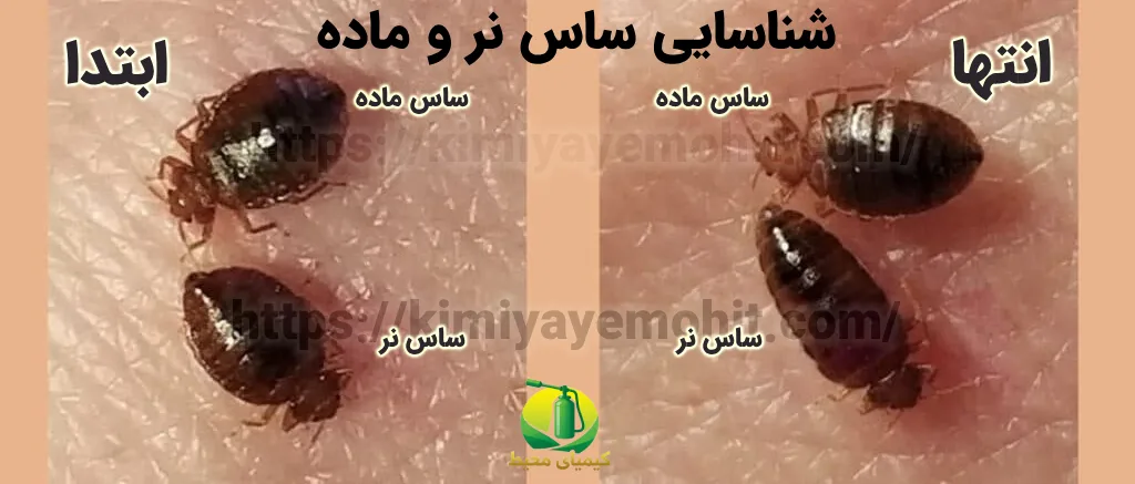 شناسایی ساس نر و ماده