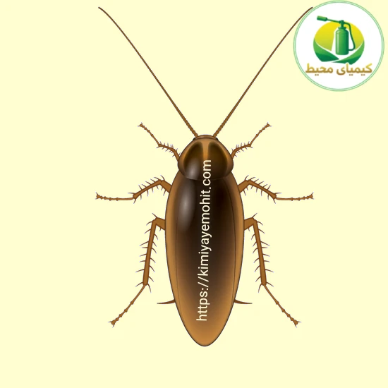 سمپاشی سوسک آلمانی در تهران