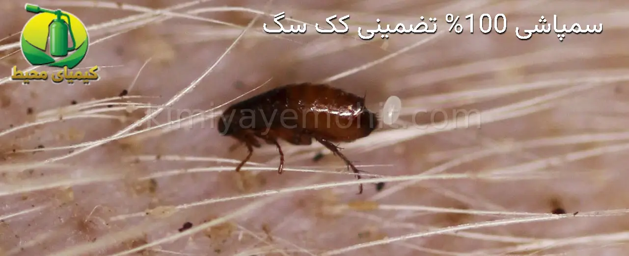 درمان کک سگ