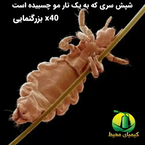 سمپاشی شپش 100% تضمینی