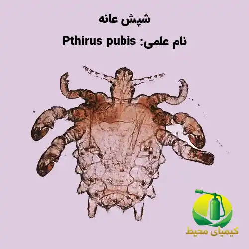 سمپاشی شپش 100% تضمینی