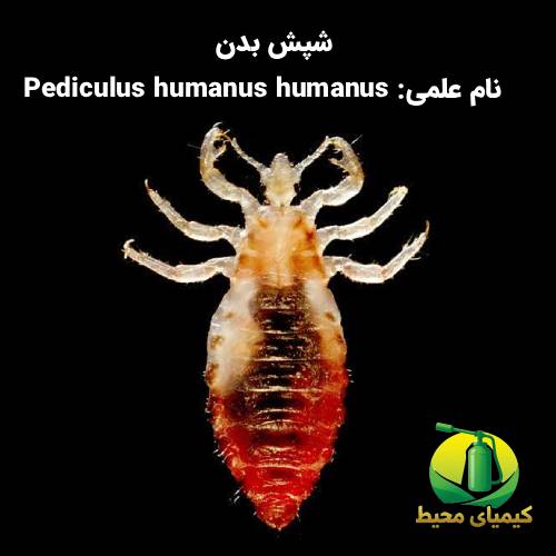 سمپاشی شپش 100% تضمینی