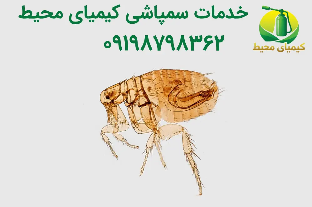 هزینه سمپاشی کک در تهران چقدر است؟