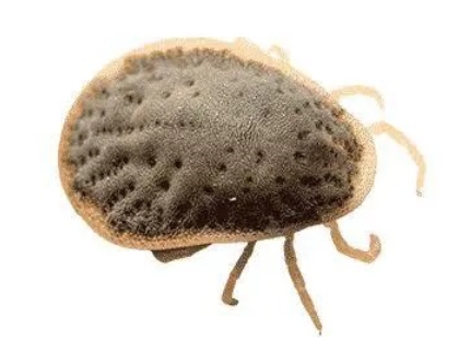سمپاشی کنه
