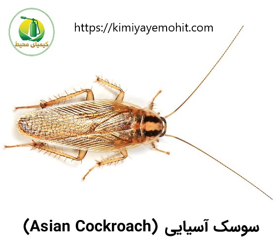 انواع سوسک