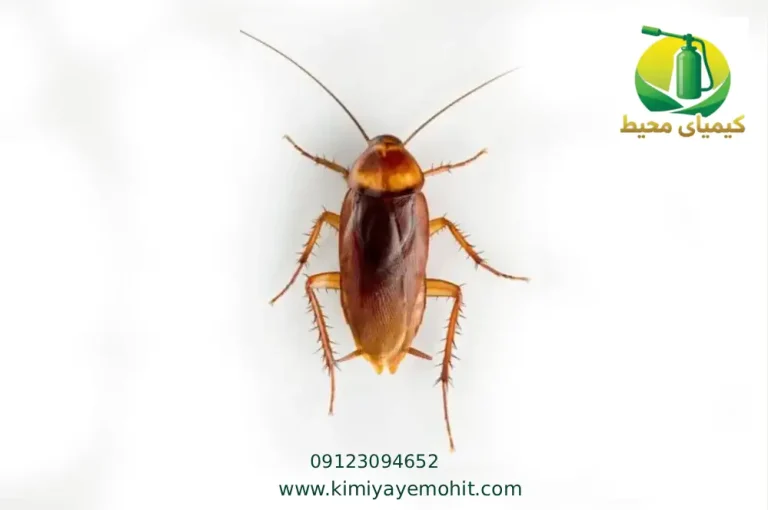 سمپاشی سوسک در تهران