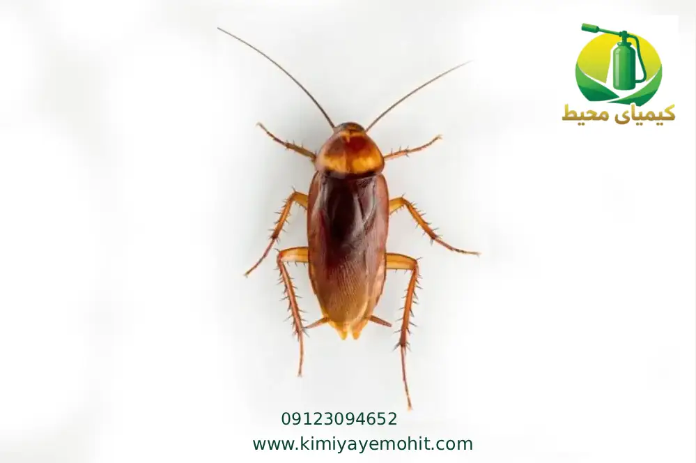 سمپاشی سوسک در تهران
