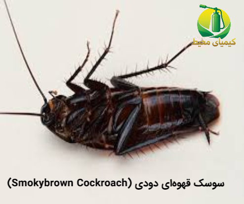 انواع سوسک