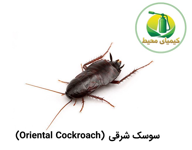انواع سوسک