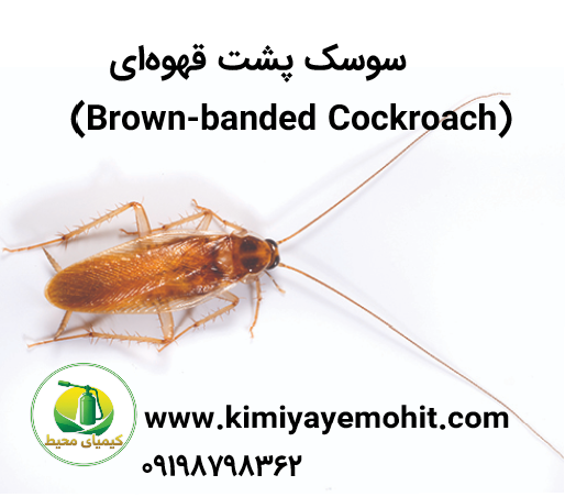 انواع سوسک