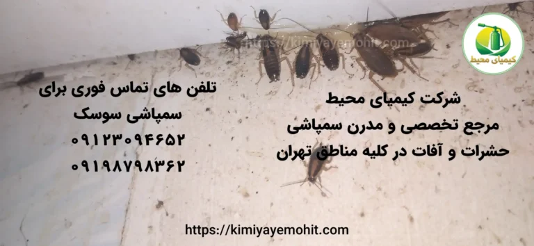 سوسک ریز کابینتی