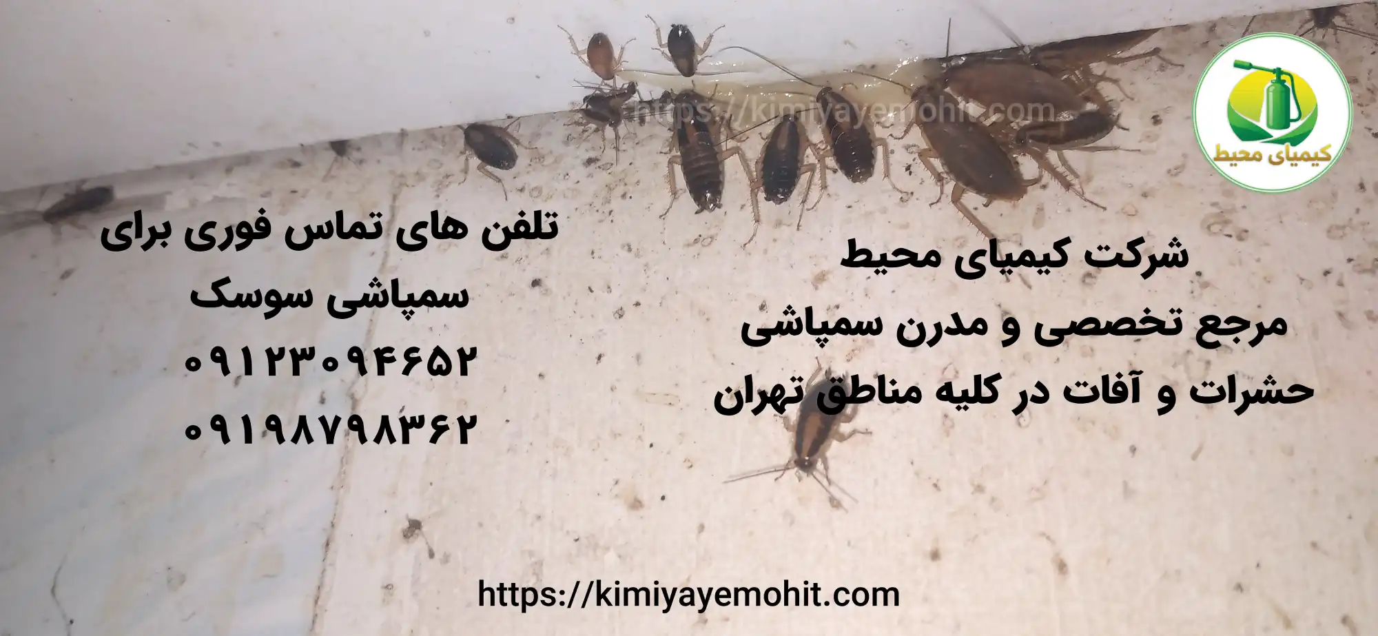 سوسک ریز کابینتی
