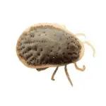 سمپاشی کنه