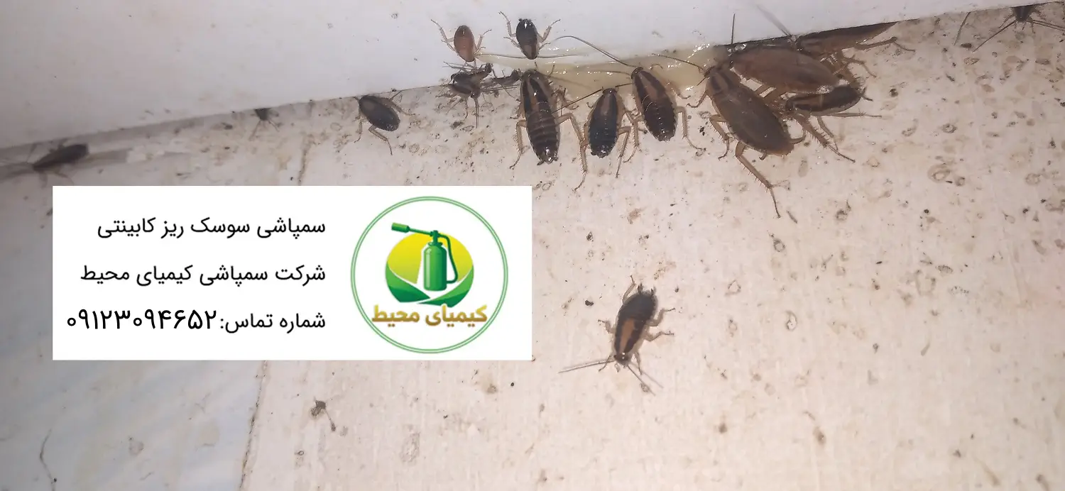 سمپاشی سوسک ریز کابینتی با روش تزریق ژل و پودر پاشی