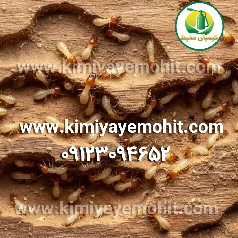 سم‌پاشی موریانه تضمینی