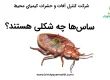 ساس ها چه شکلی هستند؟