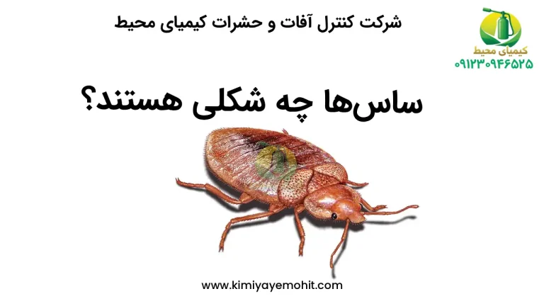 ساس ها چه شکلی هستند؟
