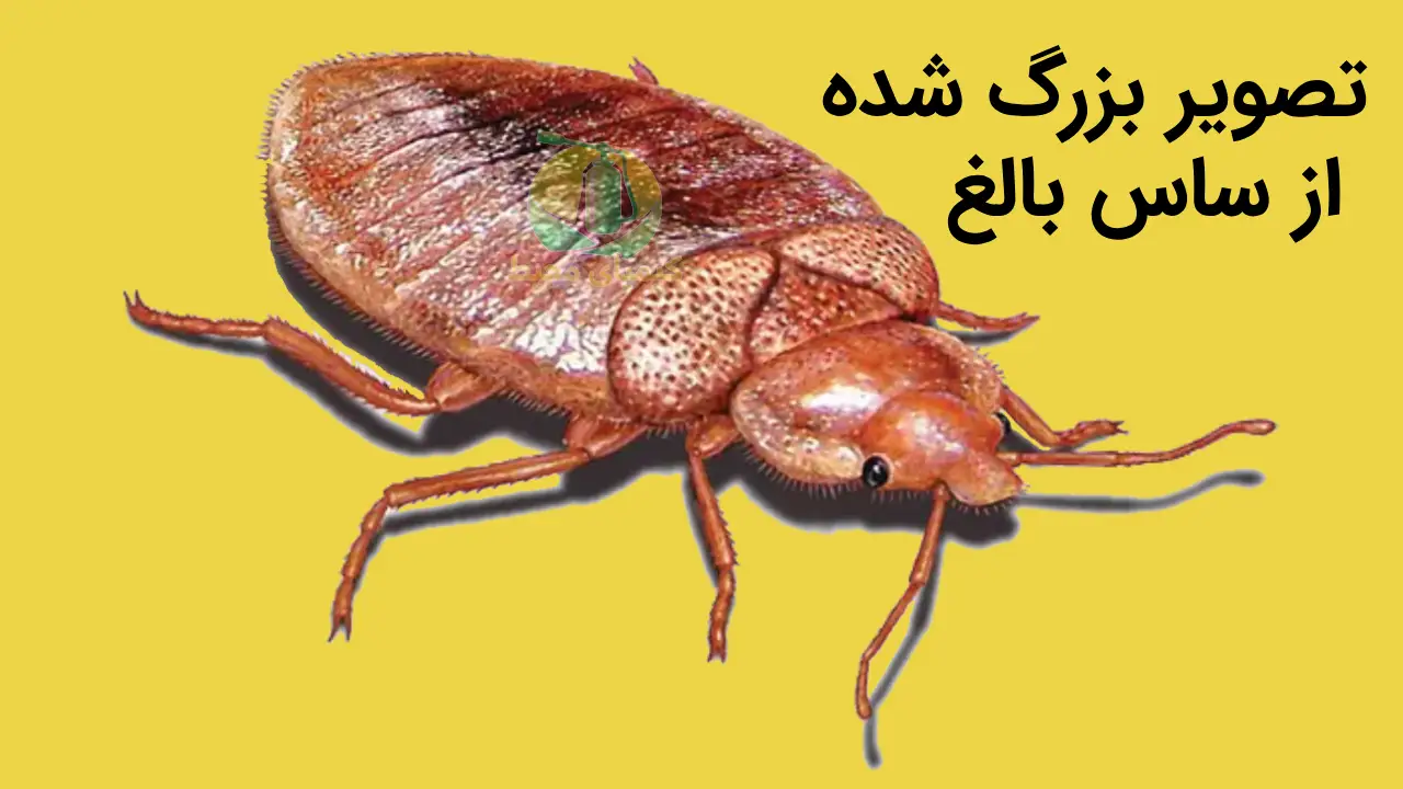 ساس ها چه شکلی هستند؟