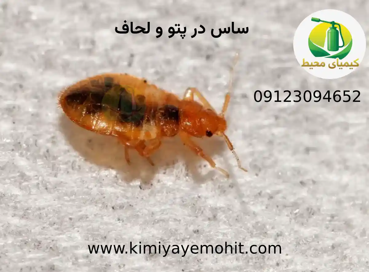 ساس در پتو و لحاف