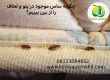 ساس در پتو و لحاف
