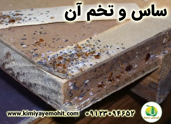 چرخه زندگی ساس