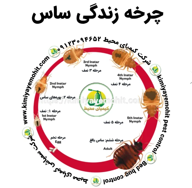 چرخه زندگی ساس
