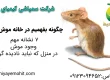 نشانه‌های وجود موش در خانه