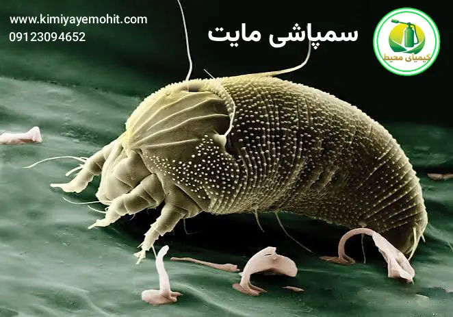 سمپاشی مایت