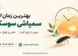 بهترین زمان سمپاشی سوسک